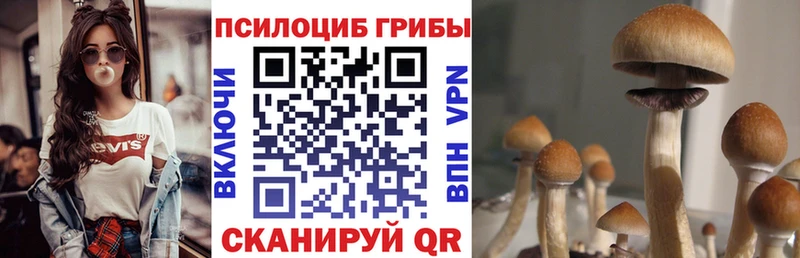 где купить   Новороссийск  Галлюциногенные грибы Magic Shrooms 